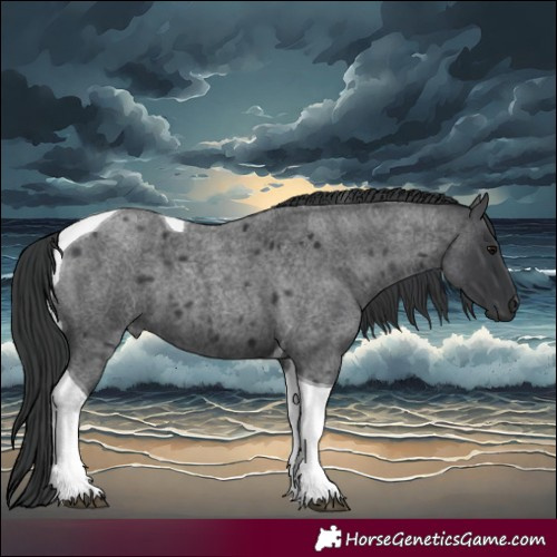 Horse Color:Blue Roan Tobiano