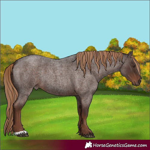 Horse Color:Liver Red Roan
