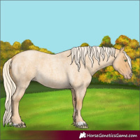 Horse Color:Gold Cream Champagne Roan 