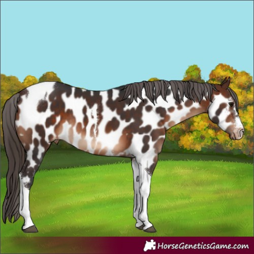 Horse Color:Brown Tobiano Appaloosa