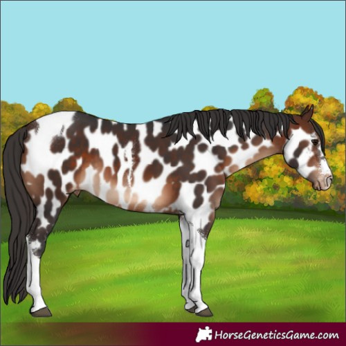 Horse Color:Brown Tobiano Appaloosa