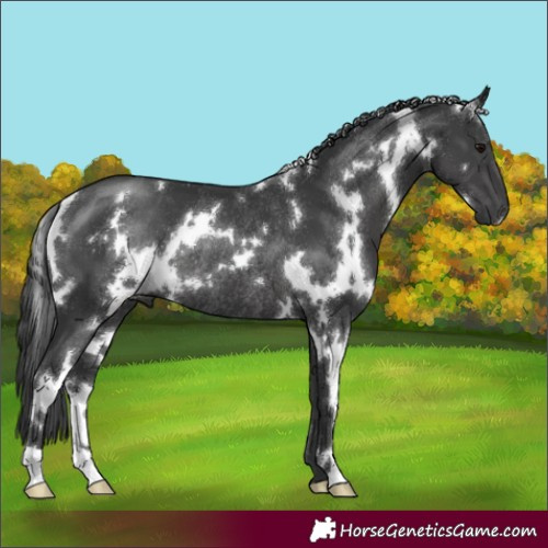 Horse Color:White Spotted Black Rabicano