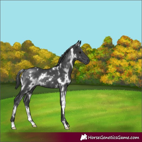 Horse Color:White Spotted Black Rabicano