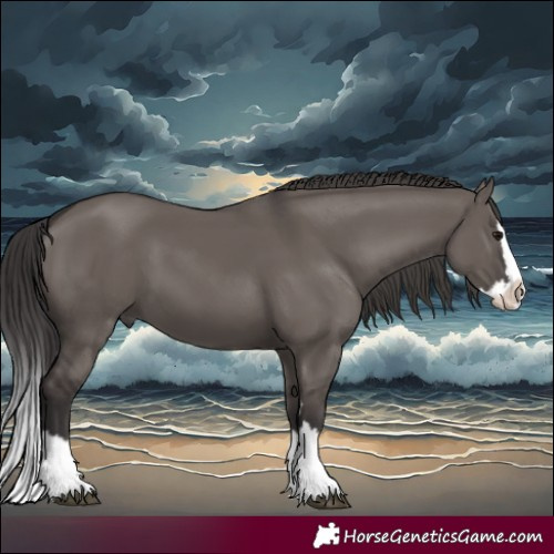 Horse Color:Smoky Grullo Splash 