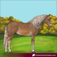 Horse Color:Chocolate Palomino 