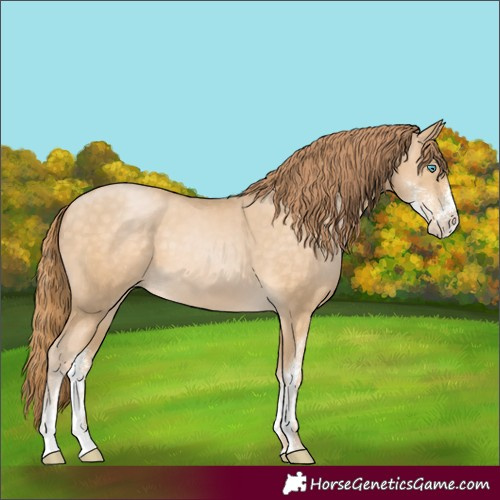 Horse Color:Buckskin Pearl Sabino 