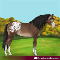 Horse Color:Gray Sable Champagne Appaloosa