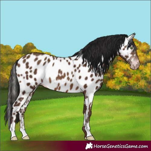 Horse Color:Gray Sable Champagne Near Leopard