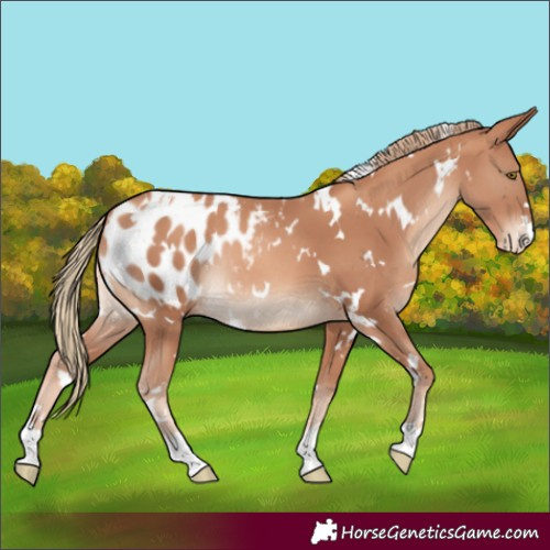 Horse Color:White Spotted Gold Champagne Blanket Rabicano