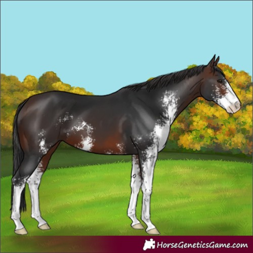 Horse Color:Unknown 