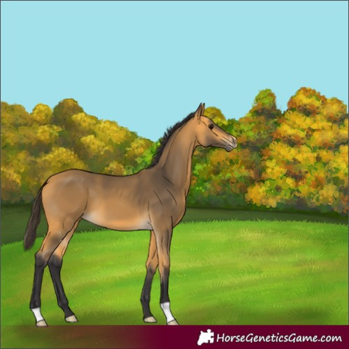 Horse Color:Unknown 