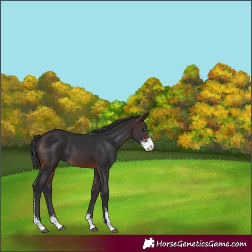 Horse Color:Unknown 