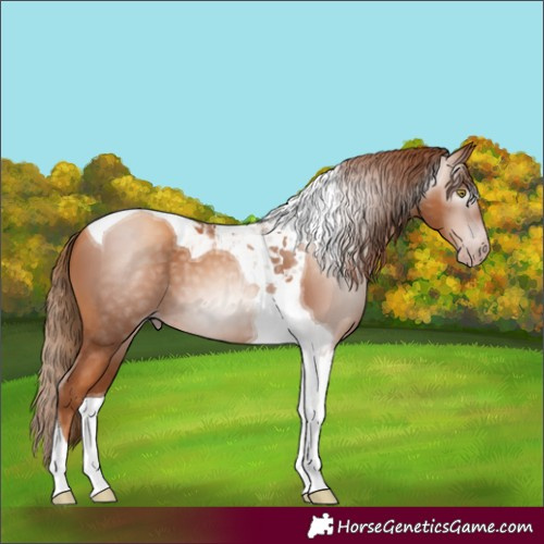 Horse Color:Gray Gold Champagne Tobiano 