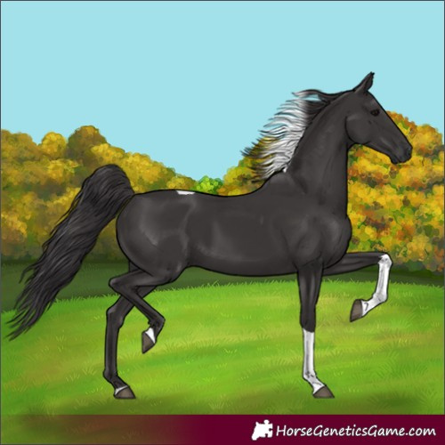 Horse Color:Smoky Black Tobiano