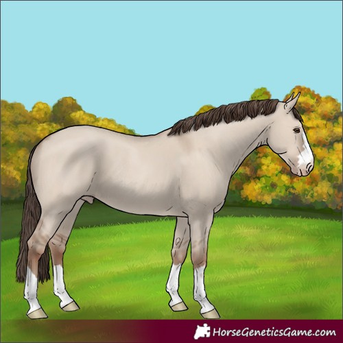 Horse Color:Classic Champagne Dun 