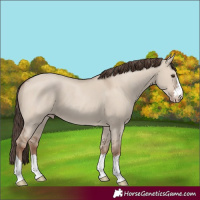 Horse Color:Classic Champagne Dun