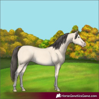 Horse Color:Amber Cream Champagne 