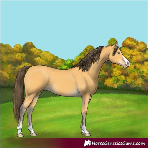 Horse Color:Amber Cream Champagne 