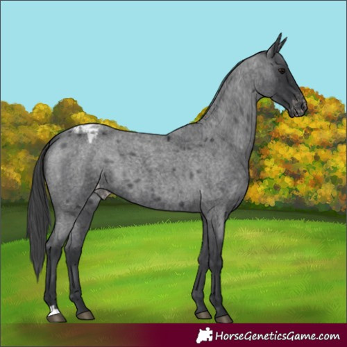 Horse Color:Blue Roan Appaloosa