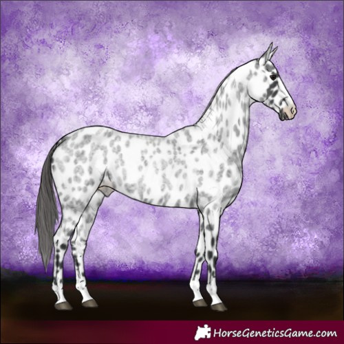 Horse Color:Blue Roan Appaloosa