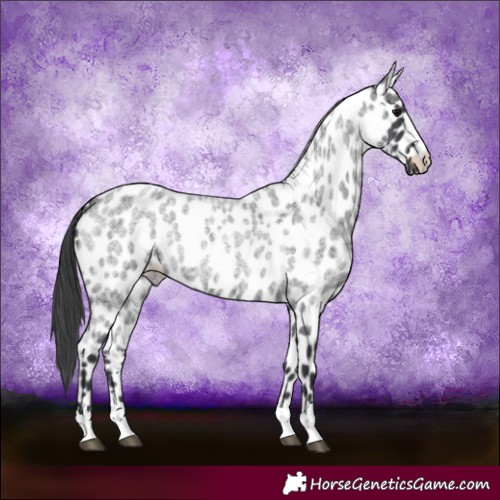 Horse Color:Blue Roan Appaloosa 