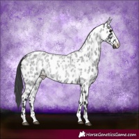 Horse Color:Blue Roan Appaloosa