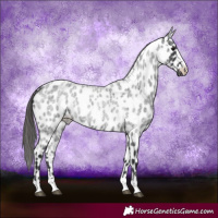 Horse Color:Blue Roan Appaloosa