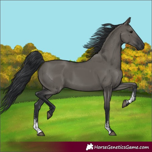 Horse Color:Grullo Sabino