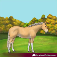 Horse Color:Palomino Tobiano