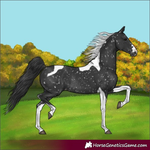 Horse Color:Unknown 