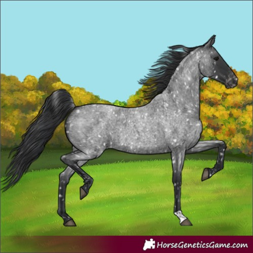 Horse Color:Blue Roan Snowflake Varnish