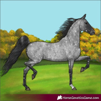Horse Color:Blue Roan Snowflake Varnish