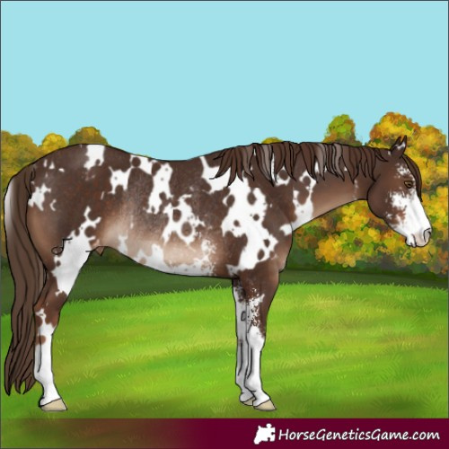 Horse Color:White Spotted Liver Chestnut Sabino Appaloosa Rabicano