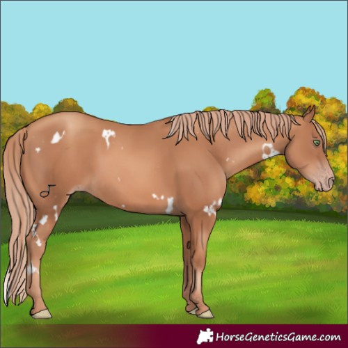 Horse Color:White Spotted Gold Champagne 