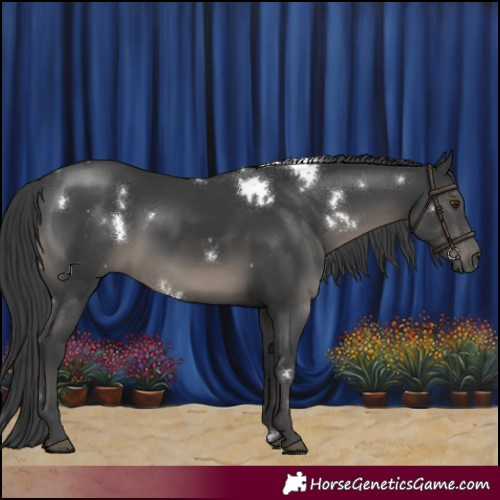Horse Color:White Spotted Black