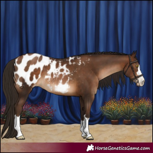 Horse Color:Gray Brown Pearl Appaloosa 