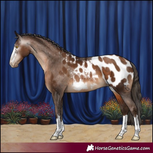 Horse Color:Gray Brown Pearl Appaloosa