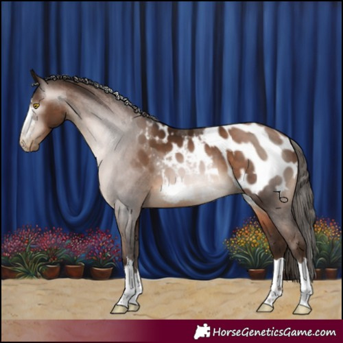 Horse Color:Gray Brown Pearl Blanket 