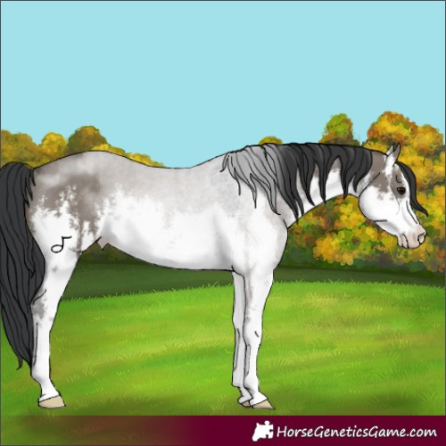 Horse Color:White Spotted Grullo Rabicano 
