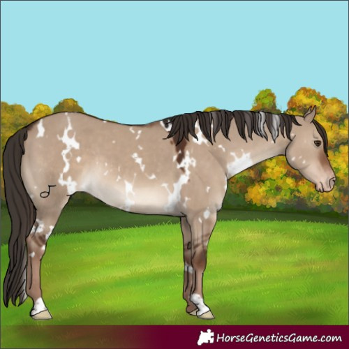 Horse Color:White Spotted Liver Red Dun Appaloosa 
