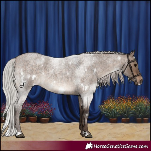 Horse Color:White Spotted Silver Brown Roan Dun 
