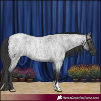 Horse Color:Blue Roan 