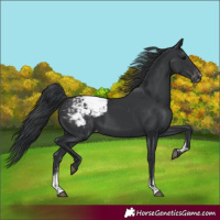 Horse Color:Black Sabino Appaloosa