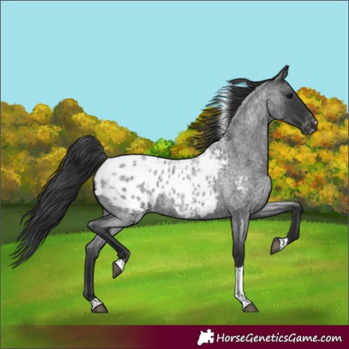 Horse Color:Blue Roan Tobiano Blanket Rabicano