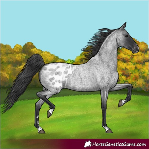 Horse Color:Blue Roan Blanket