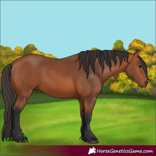 Horse Color:Bay 