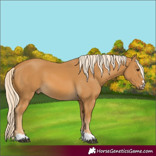 Horse Color:Palomino