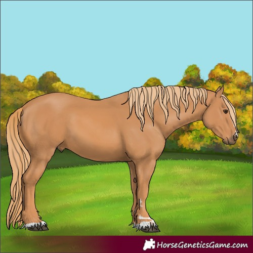 Horse Color:Chestnut 