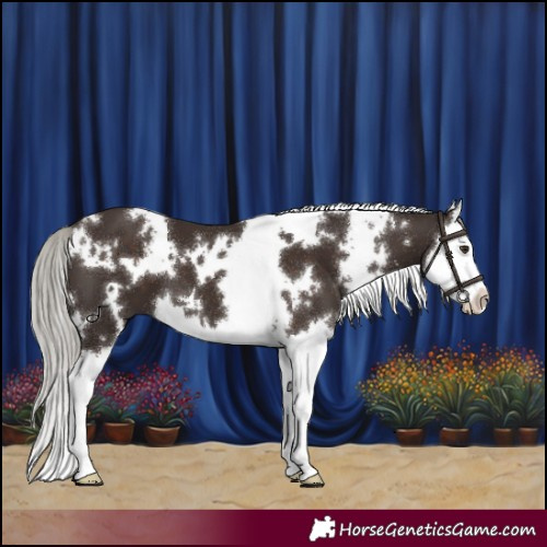Horse Color:White Spotted Liver Chestnut Mushroom Splash 