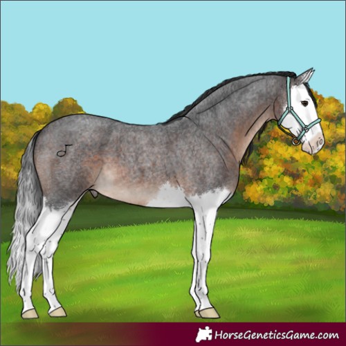 Horse Color:Brown Roan Splash 